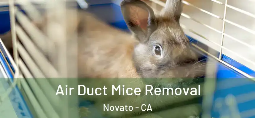 Air Duct Mice Removal Novato - CA